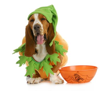 halloween dog - basset hound pumpkin sitting beside trick or treat dish on white background