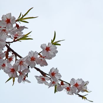 Branch sakura or cherry blossom flower against sky
