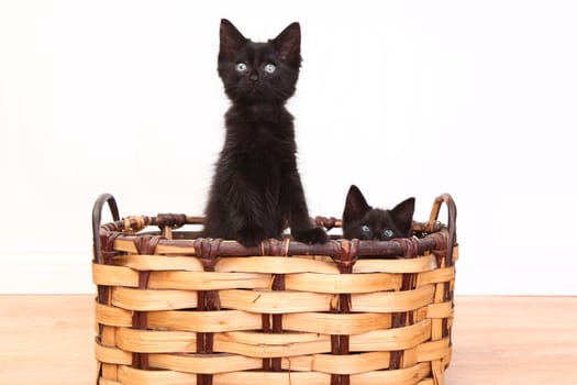 Adorable Kittens Inside a Basket on White