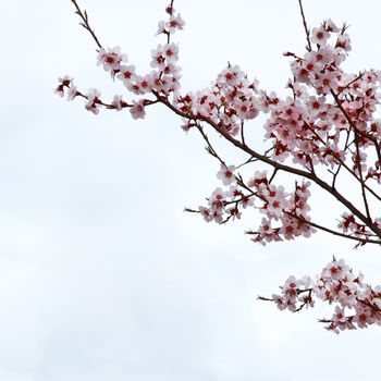 Branch sakura or cherry blossom flower against sky