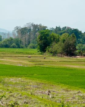 Rice field with buffalo and cottage in countryside