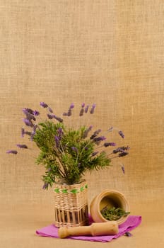 A bunch of freshly picked lavender stalks