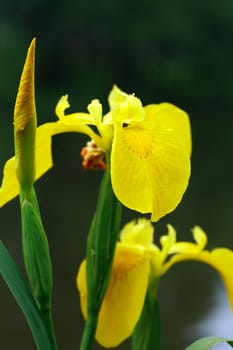 Beautiful yellow flower closeup on dark background