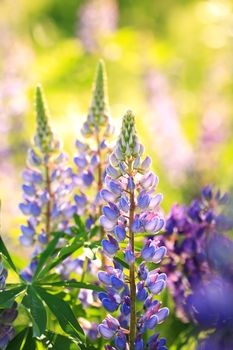 Beautiful blue lupine closeup on bright nature background