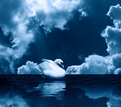 Romance symbol. Beautiful white swan on water surface under clouds