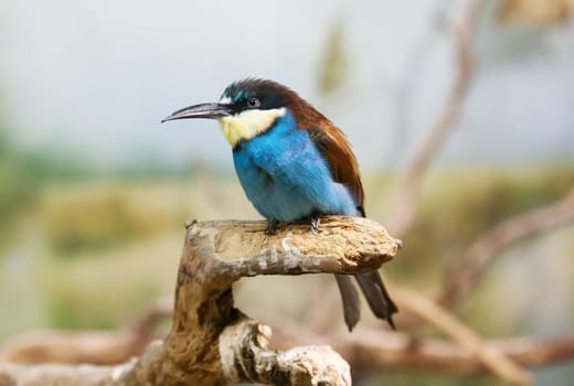 bee-eater sits on a tree branch