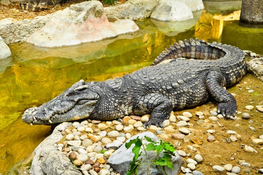 Portrait of a Crocodile