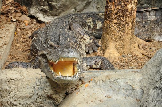 Portrait of a Crocodile