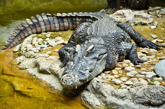 Portrait of a Crocodile