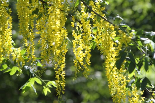 laburnum