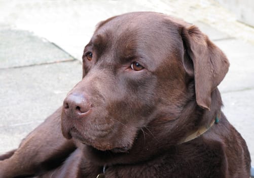 chocolate labrador