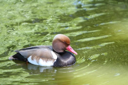 Red Crested Pochard