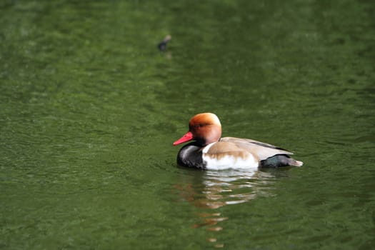 Red Crested Pochard