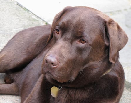chocolate labrador