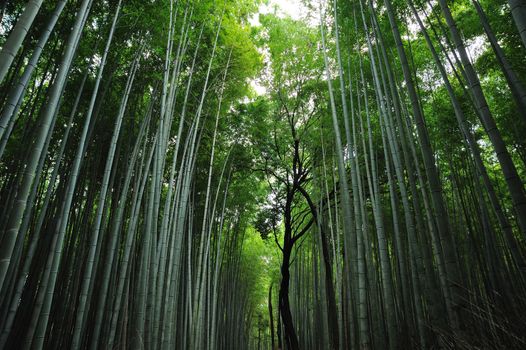 Asian Bamboo Forest