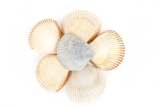 Beautiful sea shells close up on white background