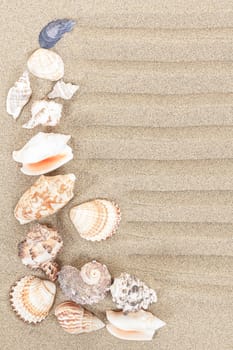 sea shells with sand as background or backdrop