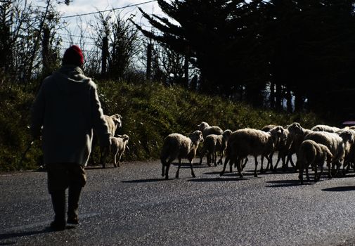 Shepherd with his sheeps on rural road