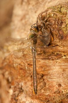 Libellula quadrimaculata