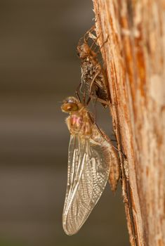 Libellula quadrimaculata