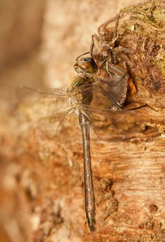 Libellula quadrimaculata