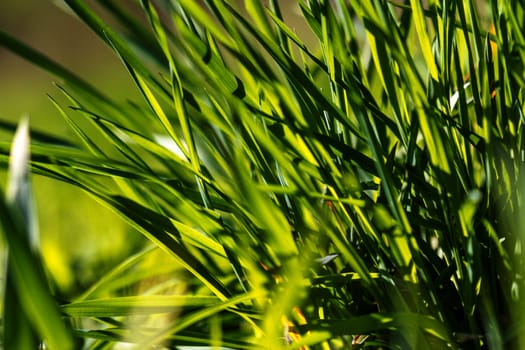 A beam of green grass up close in high resolution