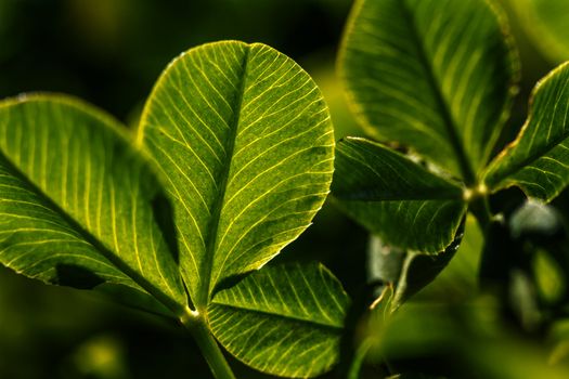 Green leaf clover shamrock close up in high resolution