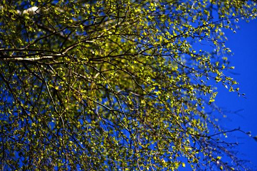 The branches of a birch tree with blossoming leaves against the blue sky