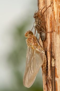 Libellula quadrimaculata