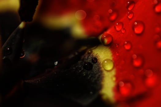 Petals of red tulip with water drops in high resolution