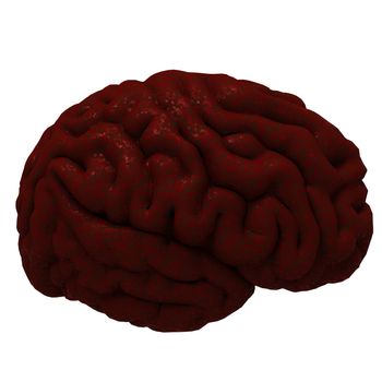 Human brain 3D model, isolated