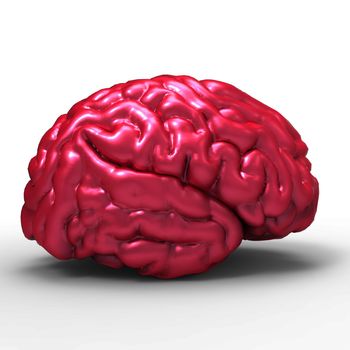 Human brain 3D model, isolated