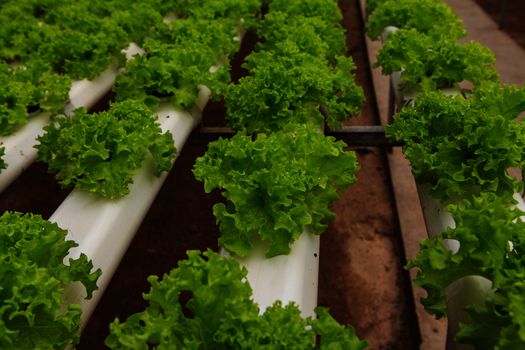 vegetables hydroponics farm,Cameron Malaysia