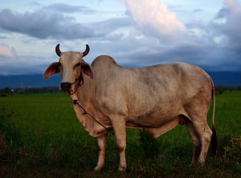 White cows on a farmland