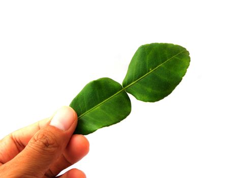 Kaffir lime leaves in hand holding, isolated on white background