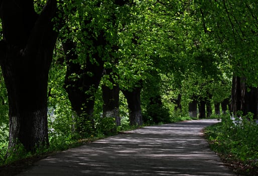 turn of path in park at summer