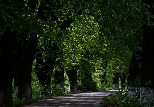 path in park at summer