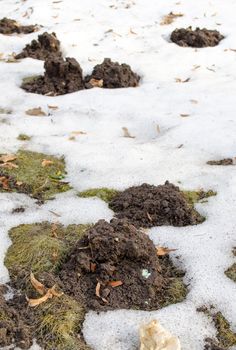 mole molehill between snow remains in meadow lawn grass in spring.