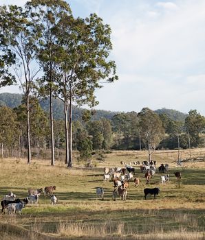 Herd of cows on Australian beef cattle station rural ranch