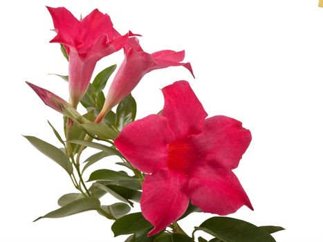 pink mandevilla allamanda flowers isolated on white background