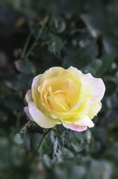 the yellow rose flower  in the garden