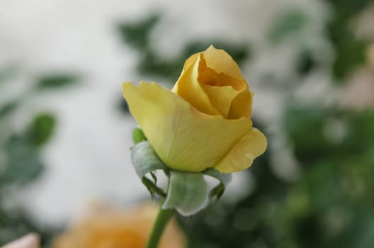 the yellow rose flower  in the garden