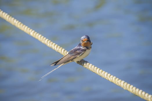 The swallow sitting on a mooring ropes at the Tista river in Halden, Norway.