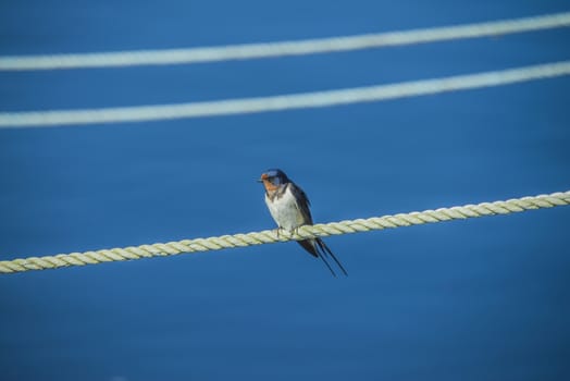 The swallow sitting on a mooring ropes at the Tista river in Halden, Norway.