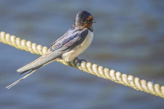 The swallow sitting on a mooring ropes at the Tista river in Halden, Norway.