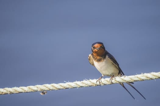 The swallow sitting on a mooring ropes at the Tista river in Halden, Norway.