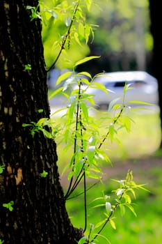 young leaves, flowers, spring