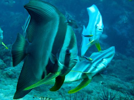 a group of batfish get cleaned at a cleaning station