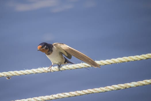 The swallow sitting on a mooring ropes at the Tista river in Halden, Norway.