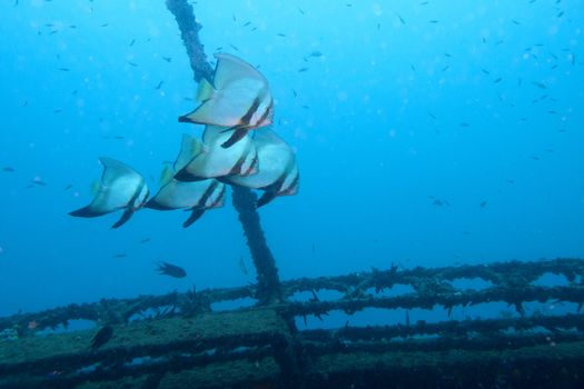 a group of batfish swim around a shipwreck
